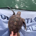 Due giovani esemplari di Caretta caretta tornano in mare dopo la riabilitazione al CRTM di Manfredonia