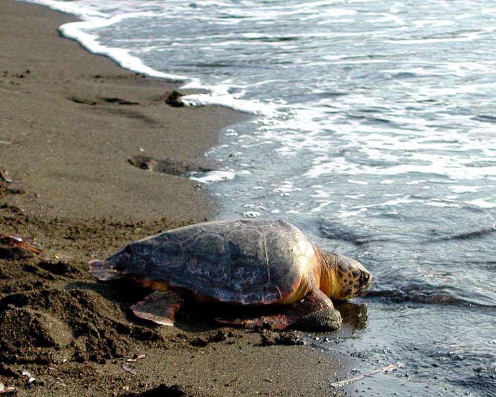 tarta-rientra-in-mare-dopo-ovodeposizione